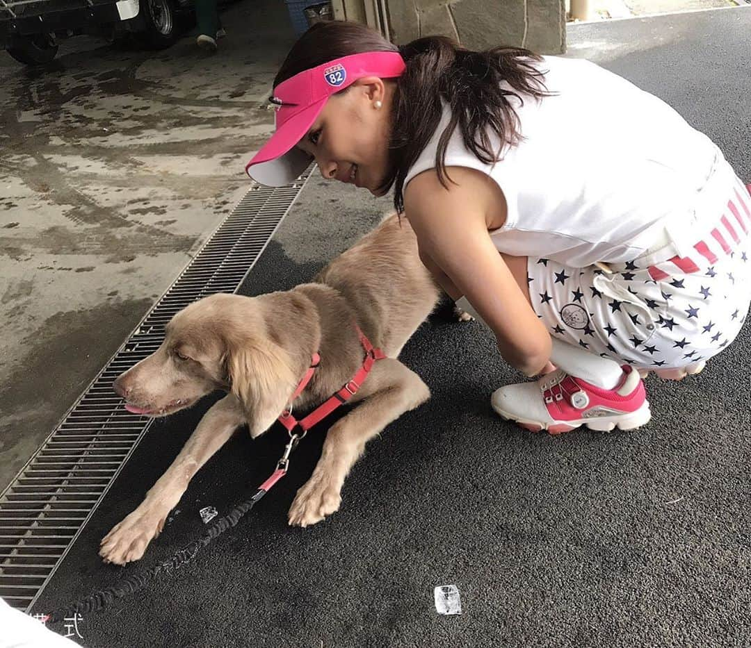 野田すみれさんのインスタグラム写真 - (野田すみれInstagram)「. . 千葉バーディクラブの看板犬🐶 みんなの人気者はなちゃん❤️ かわい〜🐶  . . . . . .  #キャロウェアパレル #クオイド #fukuskecup #3minutecamp #夕刊フジドーパミンゴルフ #山本幸路 #Jcloジャパンサーキット #高橋工業ファシリテｨーズ #callaway  #callawayapparel  #Eyevol #ゴルフ革命  #ヤマニゴルフ  #小平智 #野田早人 #youtube  #小平智whatsupgolf」7月21日 13時19分 - sumire0208