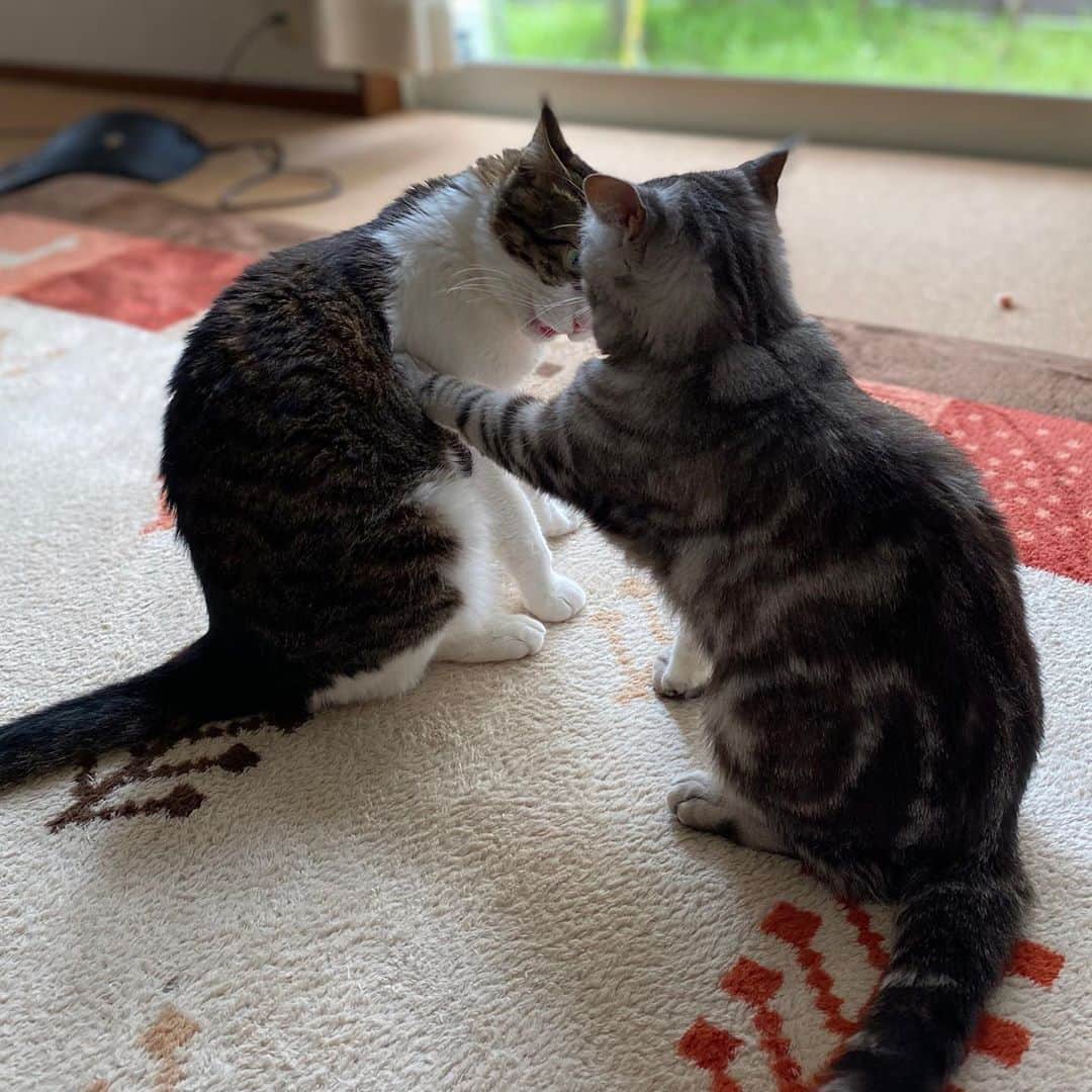8n21のインスタグラム：「制止するネコ #リンちゃんつおい #リンとゆき #cats #ねこ部」