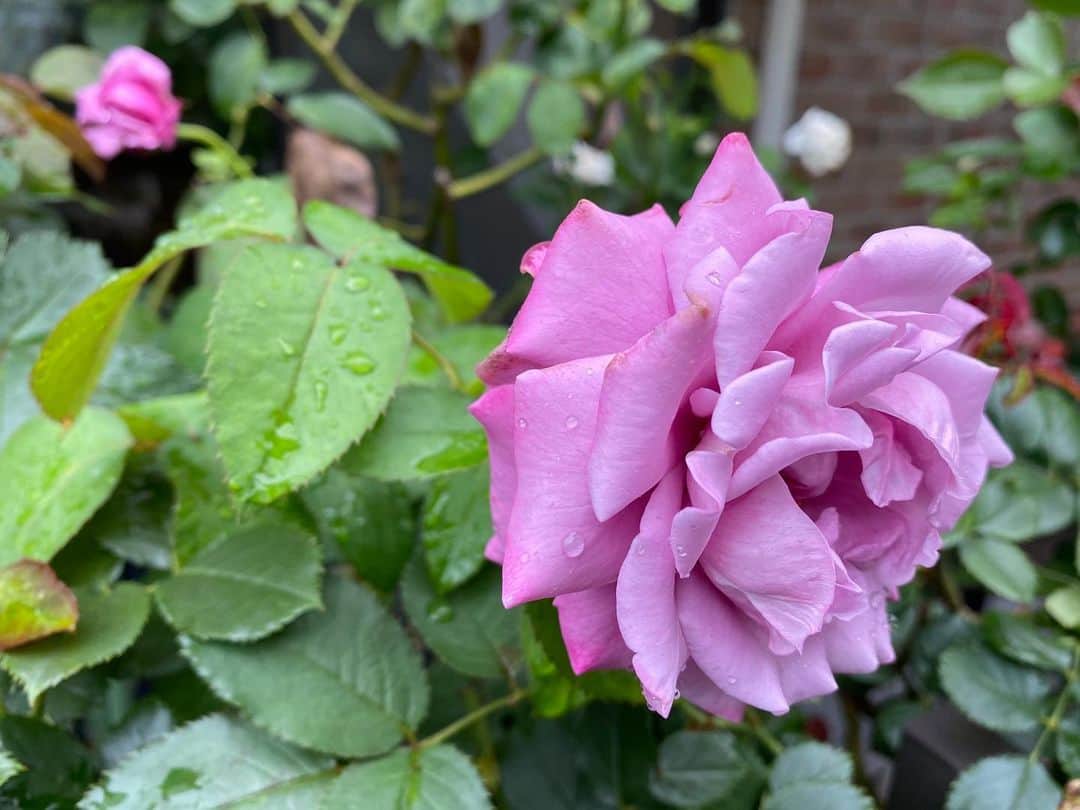 のインスタグラム：「‪#バラ日記 #roses‬ ‪83日目　曇り‬  ‪シャルルドゴール アンナプルナ パローレ ラフランス ジャンヌダルク バレリーナ 芽衣 アルティシモ  ‪#roses🌹 #rosestagram #rose‬」
