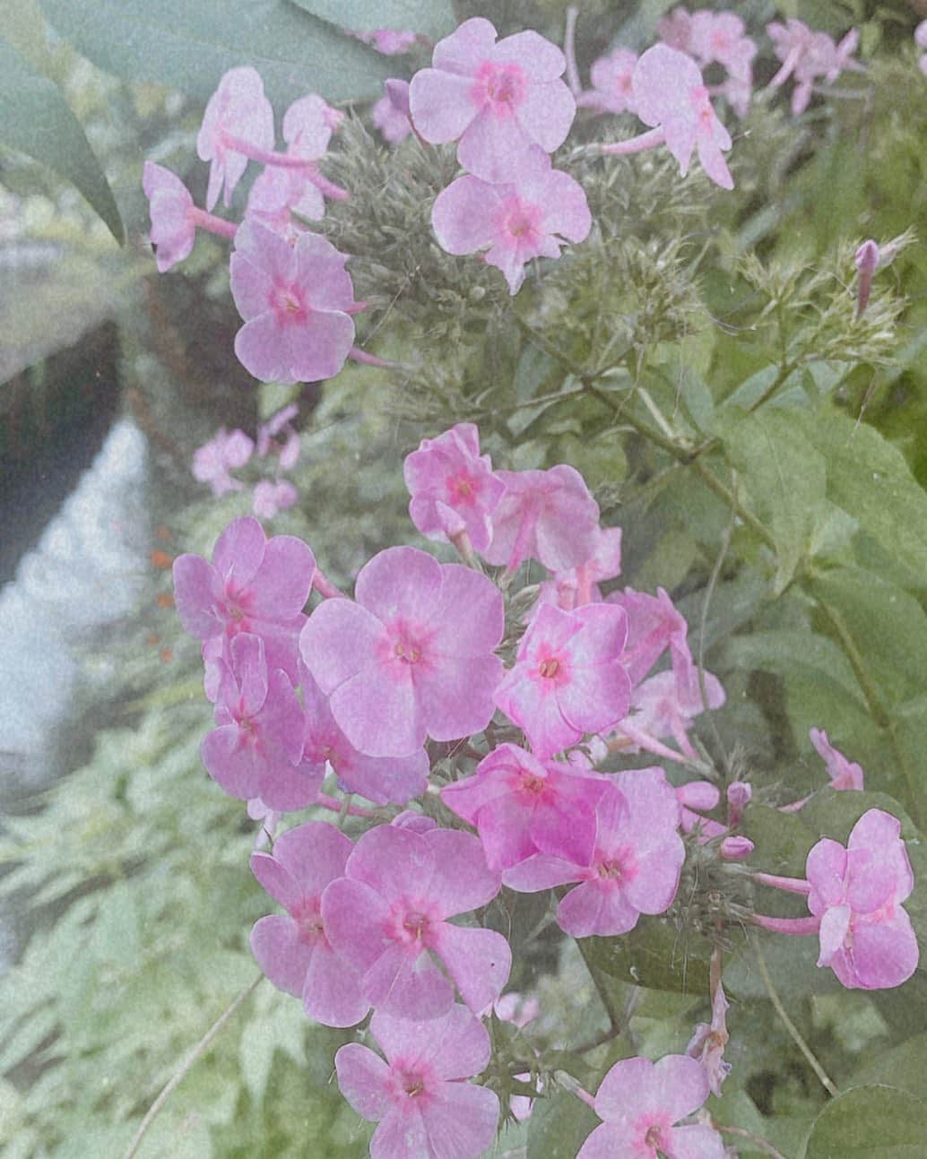 西本ヒカルのインスタグラム：「🌸桜みたいな花みつけた #朝ウォーキング」