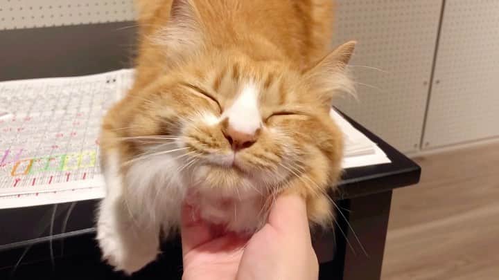 のインスタグラム：「#おはよーちゃん 仕事の準備をするわたしの邪魔…もとい、お手伝いをしてくれている虎太郎くん🥺  今日はマーキュリーカップ！ 14:30〜18:30 楽天競馬で馬券対決特番です✨ 是非ご覧ください🥰 リンクはストーリーに貼りますね。  予想は楽天競馬YouTubeにアップされています。  #うちの虎太郎くん 🐈 #虎太郎 #こたろう #ねこ #4歳 #ミックス猫 #雑種猫　 #スコティッシュミックス  #スコティッシュ #茶白猫 #ねこ部 #ねこすたぐらむ  #猫#猫好き #catstagram #cat #catlover#고양이 #instacat #猫との暮らし  #ねこ動画 #まりなる #津田麻莉奈」