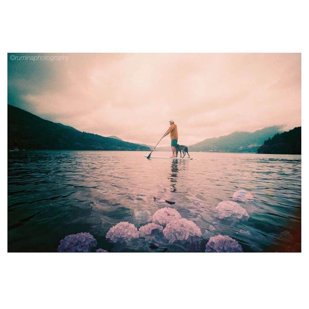 佐藤ルミナさんのインスタグラム写真 - (佐藤ルミナInstagram)「梅雨明けはいつ？ When is the end of the rainy season? #hakonemountainripper #sup #謎犬 #紫陽花 #梅雨 #filmphotography #lomography #filmisnotdead #写心部  #ruminaphotography」7月21日 9時01分 - ruminasato