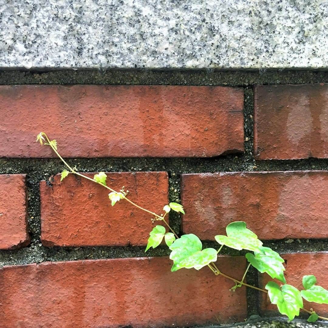 のインスタグラム：「#rikkyouniversity #立教 #立教大学 #ikebukuro #池袋 #coregraphy #photography #ファインダー越しの私の世界」