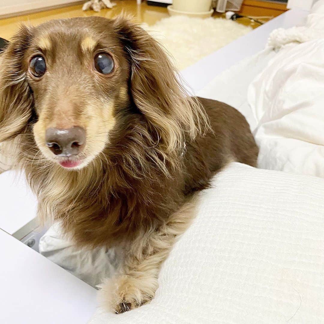 石田美奈子のインスタグラム：「ɢᴏᴏᴅ ᴍᴏʀɴɪɴɢ🌞 . 愛犬が舌をちょっとだけ出して寄ってきた🐶 可愛い(*´꒳`♥) 朝から癒し♡ . もうすぐ4連休ですね✨ 今日も1日がんばりましょう☺︎ . 🐶 → #minako_coco . #dog #ミニチュアダックス」