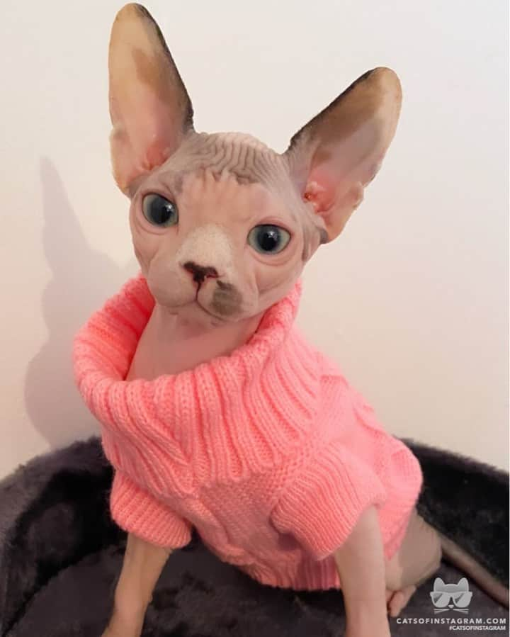 Cats of Instagramさんのインスタグラム写真 - (Cats of InstagramInstagram)「From @playdoh_thesphynx: “Does pink make my ears look big 💗😍 Thank you to my sister @princesspeach1003 for lovely new jumper that my mom made me wear 🙄😘” #catsofinstagram」7月21日 10時04分 - cats_of_instagram