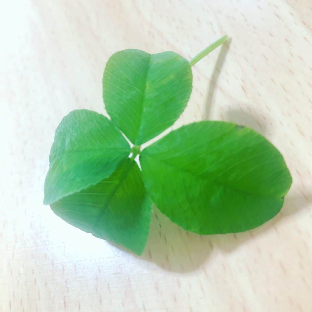 綾瀬マリアさんのインスタグラム写真 - (綾瀬マリアInstagram)「四葉のクローバー🍀見つけるのすごく得意みたい💕  #特技 #よつばのクローバー #四葉のクローバー #朝日 #朝陽 #朝活 #朝 #四つ葉のクローバー #幸せ #クローバー #光」7月21日 10時27分 - ayasemaria