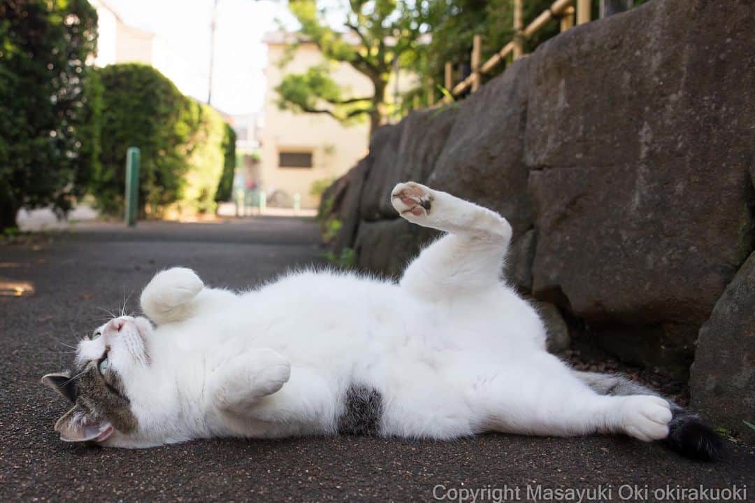 Masayukiさんのインスタグラム写真 - (MasayukiInstagram)「片足あげる。」7月21日 10時45分 - okirakuoki