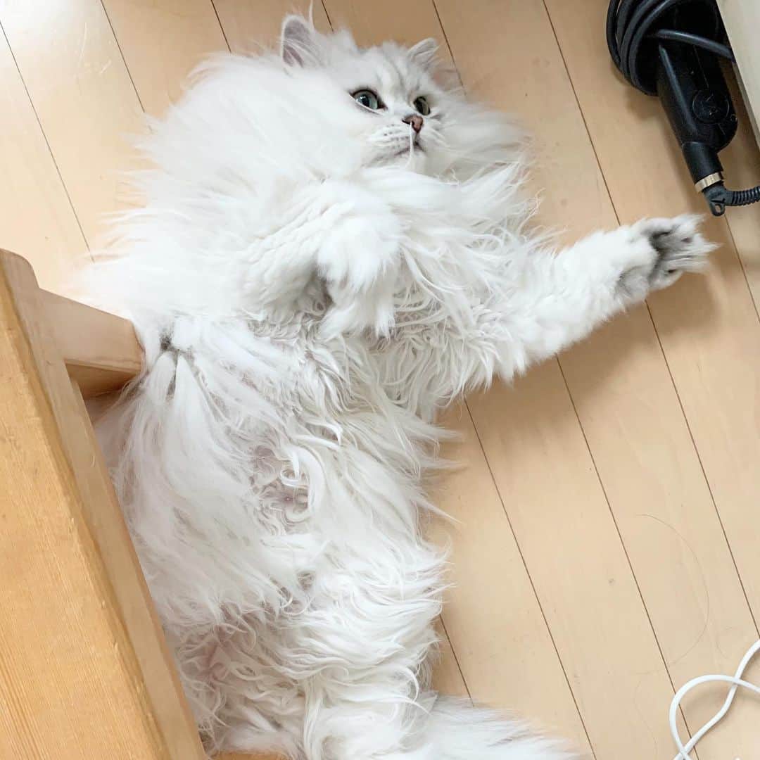 후추네큰언니のインスタグラム：「배 털을 밀어줬는데 자라면서 더 엉킴 🌚 . . . . . #후추  #고양이  #냥스타그램 #캣스타그램  #Hoochu #Hoochuthecat #cat #cats #catstagram #catsofinstagram #topcatphoto #bestmeow #ilovecat #cute #fluffy #petstagram #instacats」