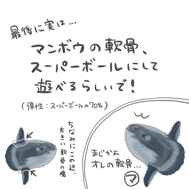高本采実さんのインスタグラム写真 - (高本采実Instagram)「🐟 4コマ水産学「マンボウ」  不思議な形をしているマンボウ。 この形態に疑問を持った方も いらっしゃるのではないでしょうか。  実は、この独特な形は 根魚から進化した といわれています🐟  そう、マンボウは 根魚から遊泳する魚に進化したフグ なのです🐡 （マンボウ：フグ目マンボウ科マンボウ属）  進化したことで 背鰭・臀鰭を左右に羽ばたく 「羽ばたき推進」ができるようになりました。 そしてこのヒレの羽ばたきで なんと最高時速約8.6kmも出せるのです！ （平均遊泳速度：約2.2km/h）  この最大遊泳速度は、 競泳の世界記録よりも速い スピードなんですよ･:*｡･:*≡( o•ω•)o  普段は省エネモードで ゆっくり泳いでいます。  またマンボウは海面で昼寝をする といったことも 聞いたことがある方もいると思います。  そんな水深の浅いところにもいるマンボウが  実は、、、  水深640m以上も潜っていたりもするのです...！ （現時点で確認された最深水深644m）  これはもう充分に 「深海魚」ともいえます。  最後に実は、、、 マンボウの軟骨は、 スーパーボールとして遊ぶことができるのです！  (ちなみに背鰭・臀鰭の付け根辺りに 大きな軟骨の塊があり、 その軟骨を丸く削ることで軟骨ボールができます。)  なんとその弾性は、 スーパーボールの70%も‼️  実際に90年前、 佐賀県呼子町（現：唐津市）の漁村で マンボウの軟骨を丸く削った「軟骨ボール」で 子どもたちが遊んでいたみたいです👼🏻  また流行ったりして...!?🤭 . . . . . #4コマ水産学 #マンボウ #フグ #molamola  #根魚 #深海魚 #水族館 #魚の豆知識 #なるほど水産学 #ナルホド水産学 #水産学 #豆知識 #生態 #魚好き  #水族館好き  #イラスト #魚イラスト #いらすとぐらむ  #釣り #釣り好き #釣りガール #アングラー #angler #fishinggirl #钓鱼 #魚と釣りと時々料理 #さかなのきもち #高本采実 #あやみん  #ayamistagram」7月21日 22時32分 - ayami__summer