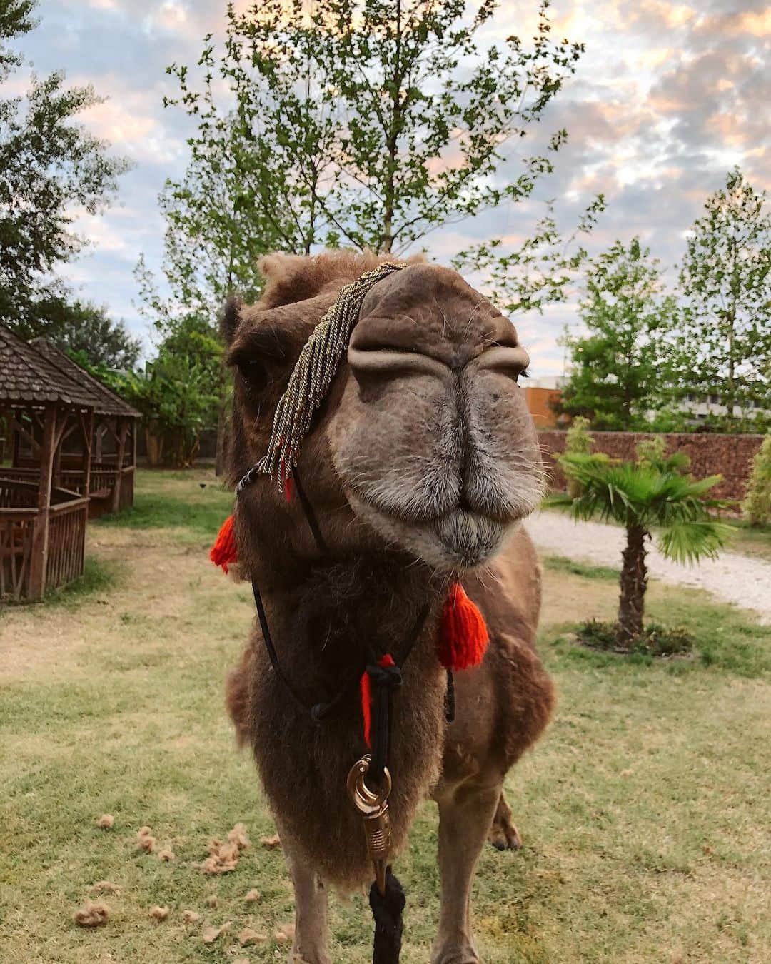 ズザンナ・ヤカボスのインスタグラム：「teve-tánc🐫 Szombaton az állatkertben voltunk egy szuper programon, amiből kis részt fel is töltöttem IG tv-re 💫」