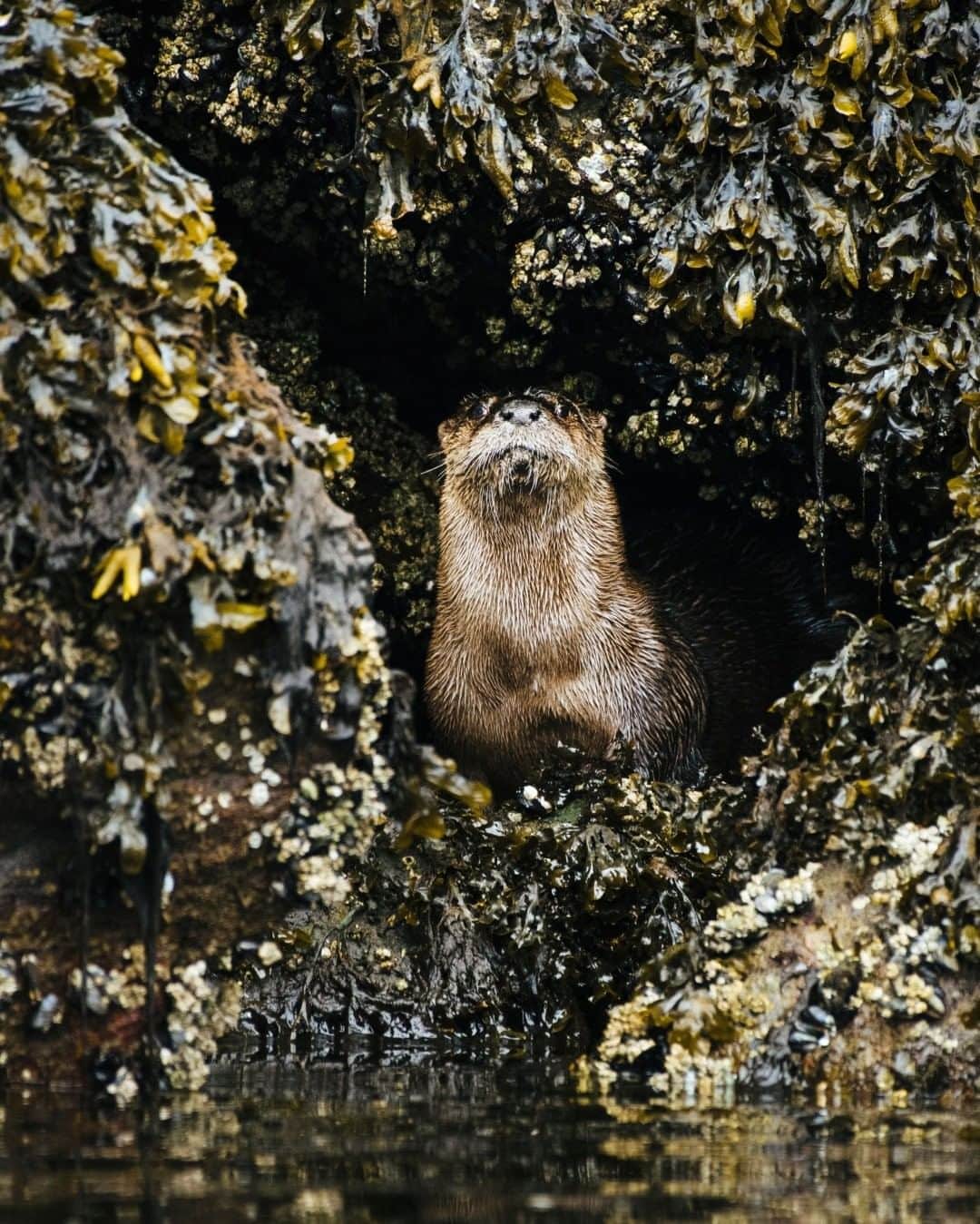 National Geographic Travelさんのインスタグラム写真 - (National Geographic TravelInstagram)「Photo by @max.lowe  The Inside Passage from Seattle to Alaska traverses one of the richest stretches of pristine coastal wilderness in the world. From whales to seabirds, the breadth of wildlife is astounding. Here a young sea otter stops for a moment while foraging for shellfish to peek out from a crevasse between barnacled rocks in a remote cove.  To see more from my trip up the Inside Passage, follow @maxlowe.」7月21日 21時07分 - natgeotravel