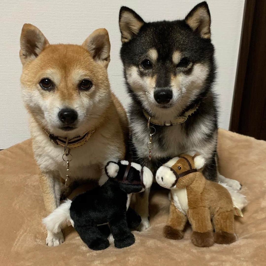 豆柴なつ&ふゆのインスタグラム