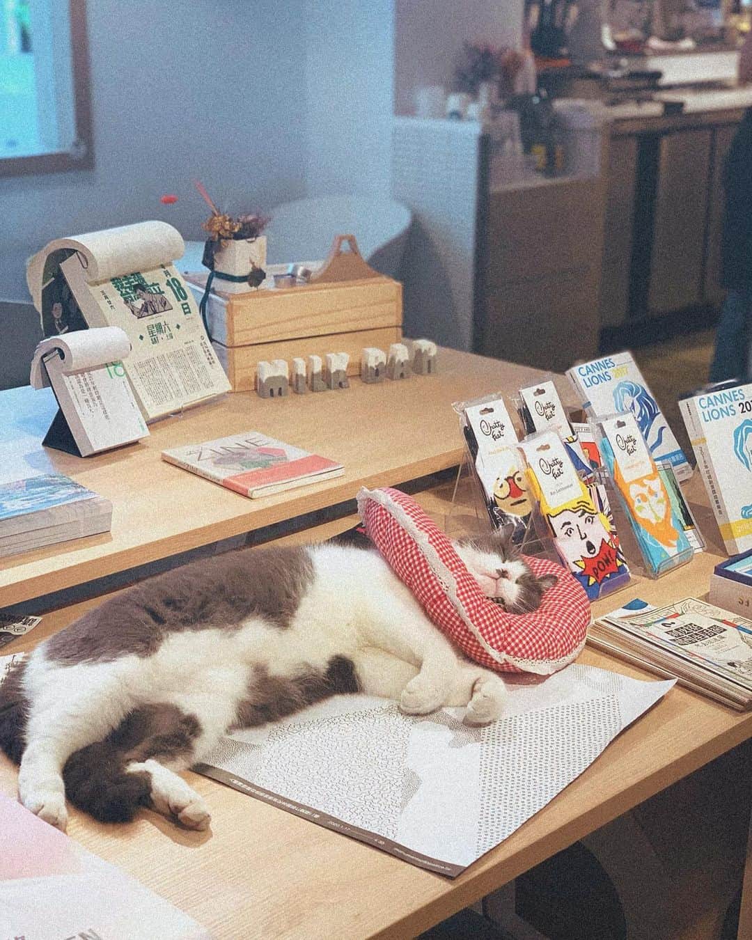 亜里沙さんのインスタグラム写真 - (亜里沙Instagram)「台湾の猫ってこんな感じだよ🐈 っていう写真（と動画が2枚目で是非見て欲しい💝 ・ 來台灣以後、更加喜歡貓了❣️ 我常看到這樣可愛的貓〜 ・ お店の猫かな？ カフェの陳列棚に堂々と寝ていた猫。 あまりにも自然で動じず可愛すぎました❤︎ 台湾の街でみかける猫って動じなくて なんか犬みたいな性格で可愛い。 お店にけっこう犬や猫がいたりするんだけど笑、 しっぽり休憩してたりして その光景が癒されて好きなんだ👼 犬も猫もシュールな空気感が似ていて好き。 ・ #台湾の猫 ・ #alisa_in_taiwan #台湾 #台灣 #taiwan #taipei #taiwanlover #台湾生活 #台湾留学 #台湾旅行」7月21日 21時23分 - alisa_0302