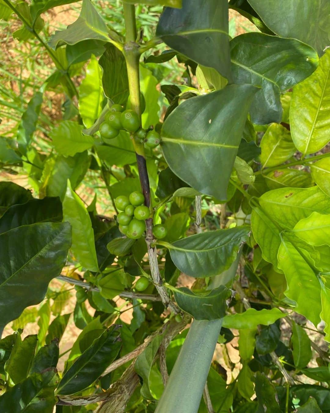 高原直泰さんのインスタグラム写真 - (高原直泰Instagram)「コーヒー。 こないだ雑草取りしたばかりなんですがすごい成長の速さ😳 コーヒーの実を確認しました！ 順調にいくと来年に初収穫できそうです。 #コーヒー #コーヒーの実 #メイドインオキナワ #雑草の成長速度 #嬉しい報告」7月21日 21時23分 - takahara.osv