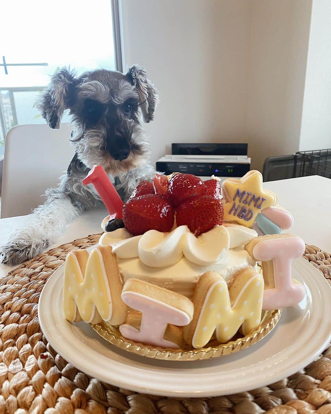 森山菜々のインスタグラム：「.﻿ 𝙈𝙄𝙈𝙄  𝙃𝘽𝘿 🐶🎂🎈﻿ 愛しのミミちゃん1歳のバースデー‼︎﻿ ﻿ アイシングクッキーに合わせて、ドットのドレス着ておめかし👗🍬﻿ チュールのフリフリスカートw笑﻿ 兄ちゃんたちに比べると日に日に、女子さが増していくプリティミミちゃん👧🏼﻿ ﻿ 毎日癒してくれてありがとう♡愛してる😚💜﻿ #MIMI﻿ #ミミ﻿ #耳🐰﻿ #ミニチュアシュナウザー」