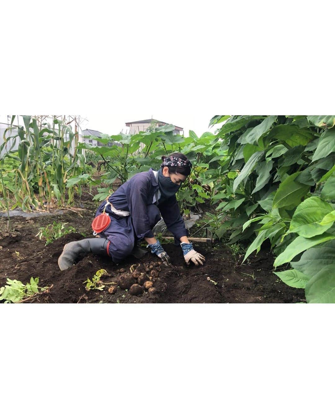 加藤紀子のインスタグラム：「畑の取材して頂いてから ジャガイモ収穫して  野菜三昧弁当食べて（ソーセージと卵あるけど） 枝豆出荷作業の合間に、 スイカの差し入れを御馳走になった本日（激ウマ🍉）。  お家帰ってから、 蒸したトウモロコシとビールって…  🙏（幸せ）🙏  #畑チャンネル #カトノリ農園  #畑からこんにちは #prettythings」