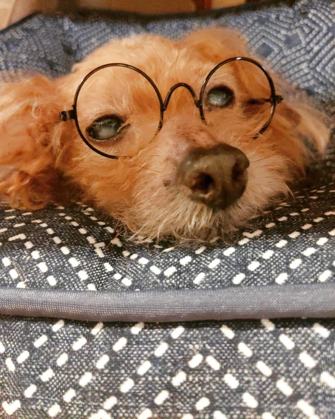 emiemieminkoさんのインスタグラム写真 - (emiemieminkoInstagram)「老犬ムック。 . 毛も薄くなって、ヨタヨタおじいちゃん。 それがまた、可愛いー😍 .  . 散髪してあげて、ちょっとへんてこりんになったけど、よしとする😁 . . 大きなベッドが気に入ったみたい ＼(^o^)／ #犬のいる暮らし #老犬 #トイプードル#dog#犬」7月21日 22時03分 - emiemieminko