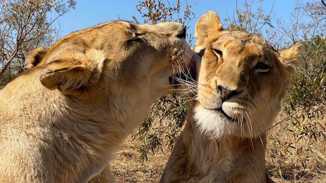 Kevin Richardson LionWhisperer さんのインスタグラム写真 - (Kevin Richardson LionWhisperer Instagram)「The lick 👅 that just seemed to hit the right spot! That face says it all.  Mutual grooming or allogrooming as it’s known, is extremely important in a lion pride. It reaffirms social bonds, cleans dried up blood and other fur tangling muck, can dislodge irritating ticks and fleas and helps keep the hair in tip top condition, especially in those places you can’t possibly reach with your own tongue. A lion’s tongue is covered by hundreds of spiny processes called papillae which when used in grooming, act like a comb. On the human skin a lion’s tongue literally feels like 80 grade sand paper.」7月21日 22時04分 - lionwhisperersa
