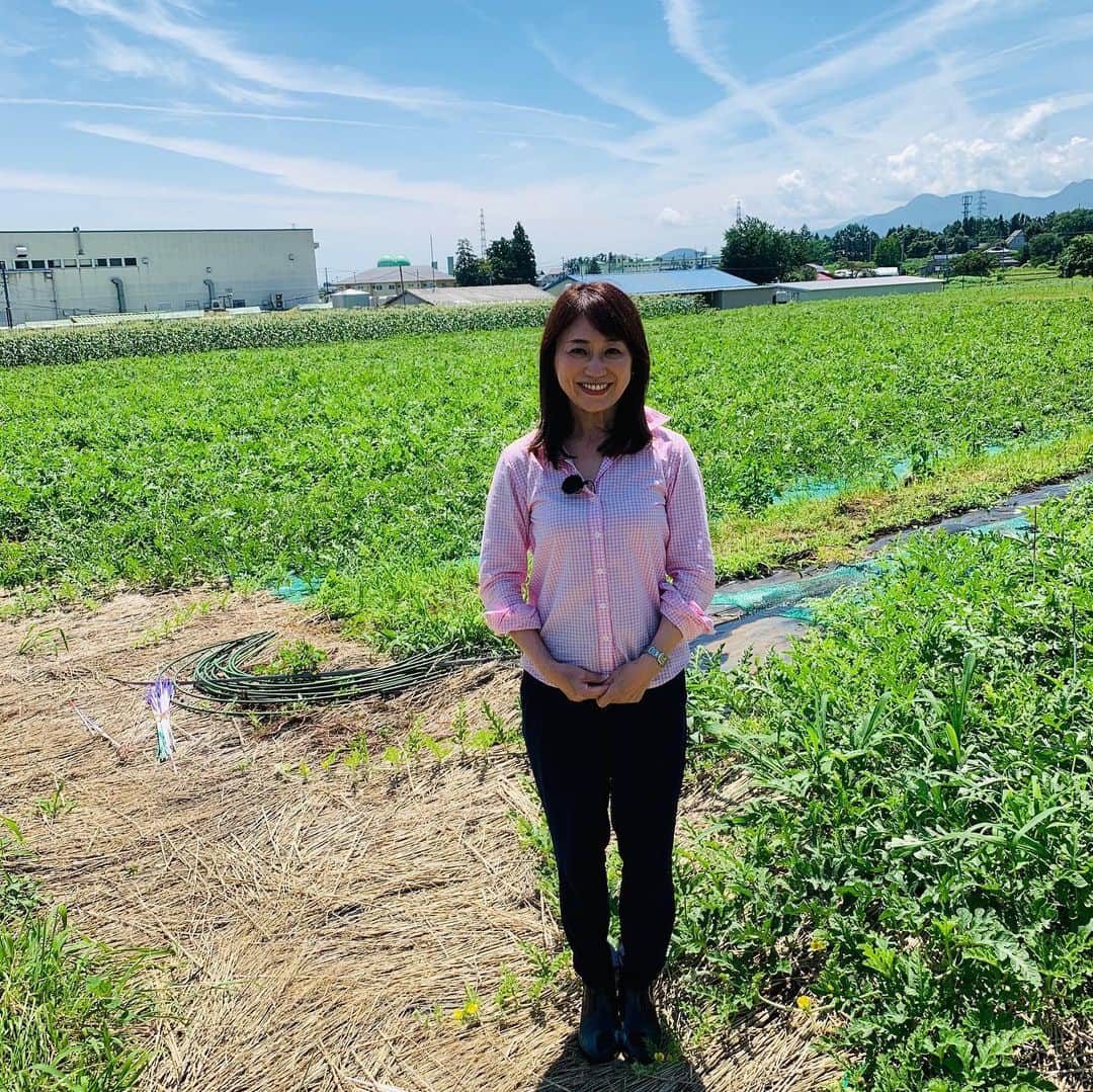 大隅智子さんのインスタグラム写真 - (大隅智子Instagram)「岩手県滝沢市で栽培されている滝沢スイカです。 生産量は岩手県で一番多くなっています。 まもなく本格的な収穫時期を迎えます。 甘くてシャキシャキしてみずみずしかったです。 8月中旬のお盆の頃まで収穫は続きます。 #滝沢スイカ  #滝沢　#岩手」7月21日 22時06分 - tomokotenki