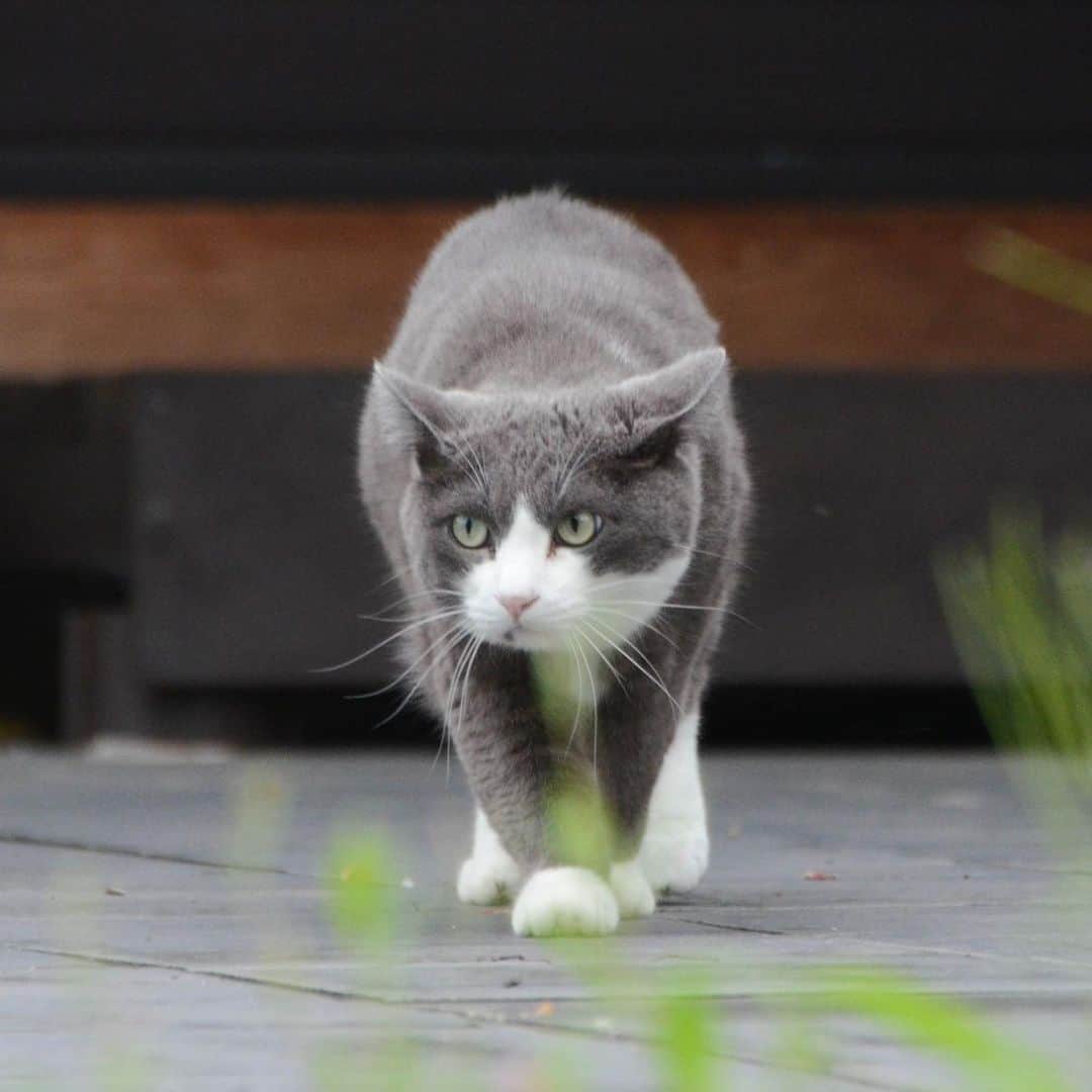 やふさんのインスタグラム写真 - (やふInstagram)「右見てぇ左見てぇ…大丈夫かな？（オドオド） ももはとってもビビりです . #cat #neko #catlovers #catsofinstagram #catstagram #instacat #猫 #ねこ #ネコ #保護猫 #もも」7月21日 13時33分 - kyafy