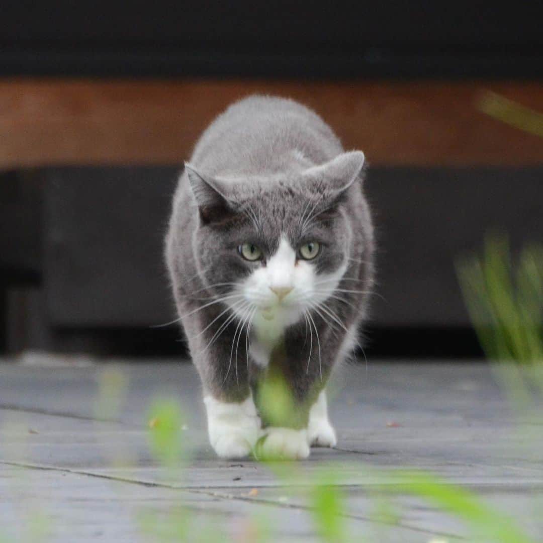 やふさんのインスタグラム写真 - (やふInstagram)「右見てぇ左見てぇ…大丈夫かな？（オドオド） ももはとってもビビりです . #cat #neko #catlovers #catsofinstagram #catstagram #instacat #猫 #ねこ #ネコ #保護猫 #もも」7月21日 13時33分 - kyafy