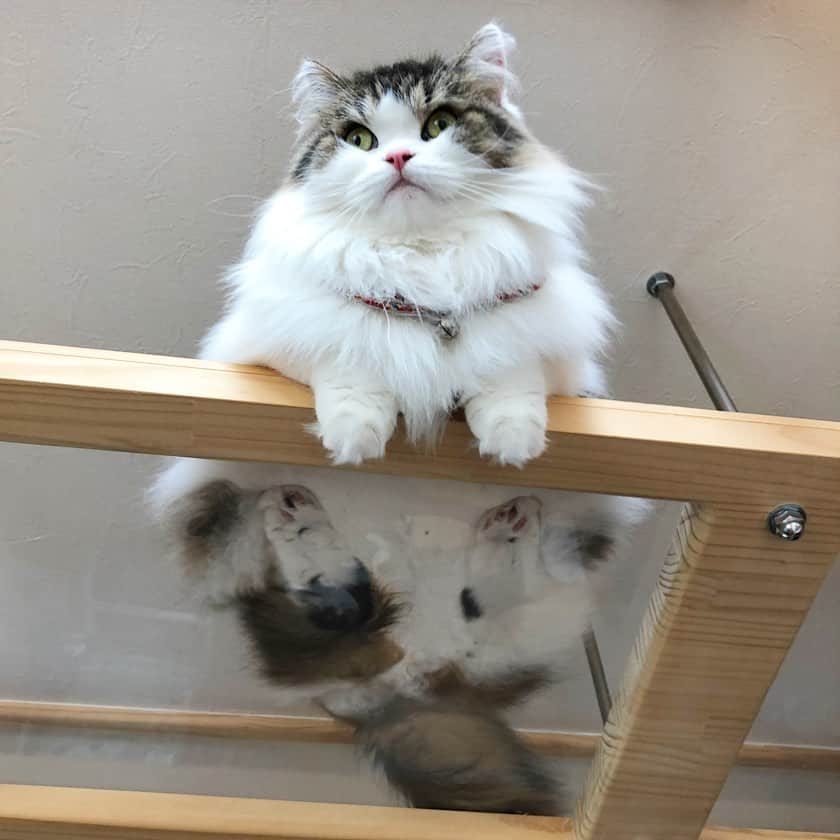 Chiyomame ちよまめのインスタグラム