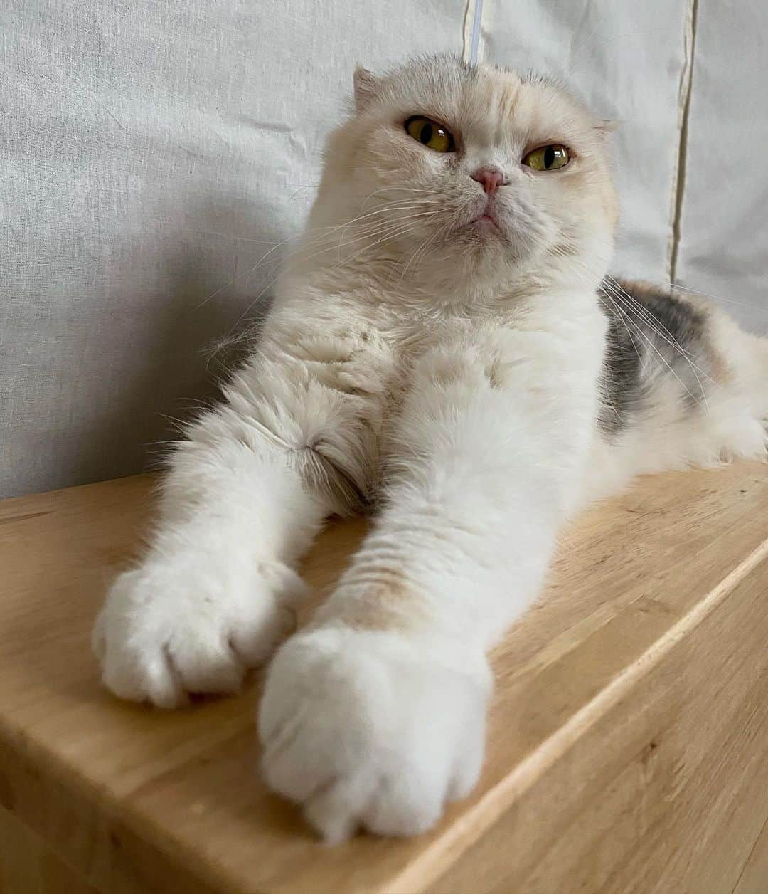 Mammoth and Grizzlyのインスタグラム：「Long legs😛 #mammoth」