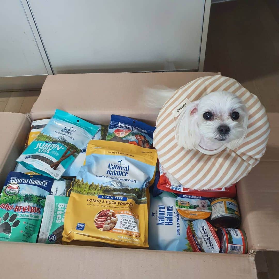 ホ・ジョンミンのインスタグラム：「입맛이 고급진 우리 #개자식 은 #네츄럴발란스 만 먹어요. 먹지 마세요 개에게 양보하세요 #네츄럴발란스」