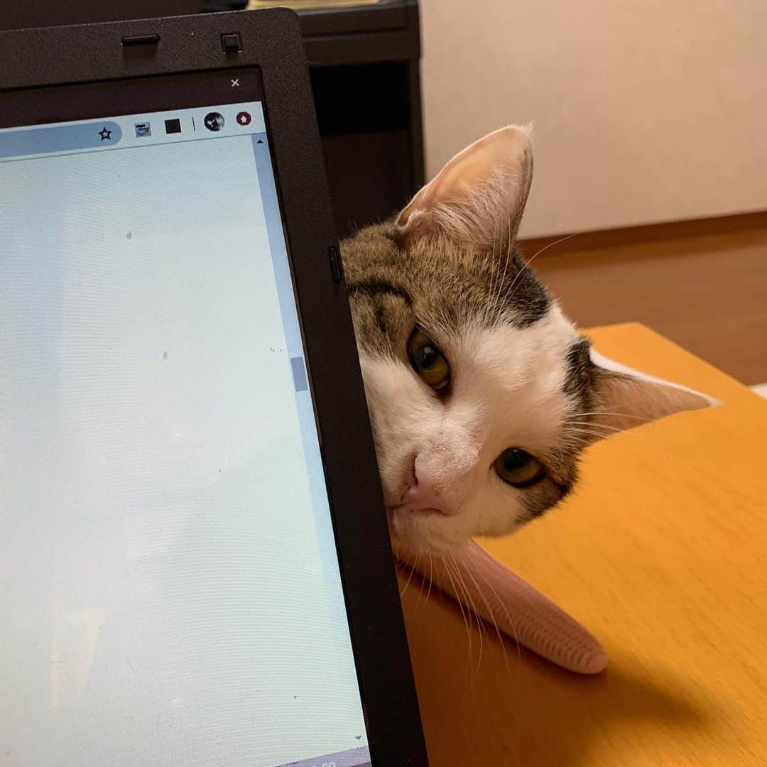 ひのき猫さんのインスタグラム写真 - (ひのき猫Instagram)「オマメさん、なんですか？(￣▽￣;)  パソコンの向こうから、めっちゃ見て来る💧  ・ ・ ・ #豆大福 #ひのき猫 #パソコンの向こう側 #かわいいねこ #見てくる猫 #猫部 #猫のいる生活 #cat #catstagram #cutecat」7月21日 15時05分 - hinoki.cute.kitten
