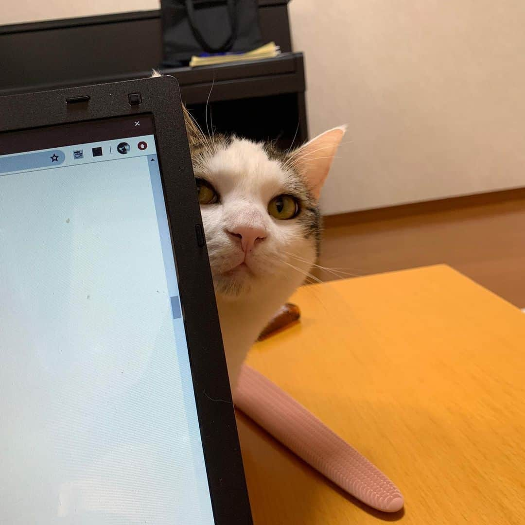 ひのき猫のインスタグラム