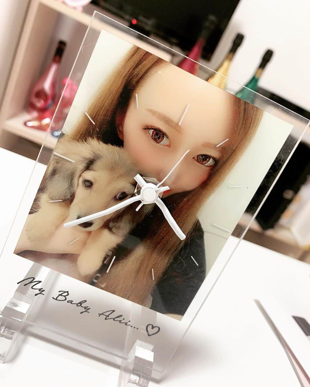 愛莉さんのインスタグラム写真 - (愛莉Instagram)「リーアイディーさんに 頼んでた時計がやっと届いた🐶💖 愛犬愛息子アリィとツーショット時計⏰ 可愛い〜大切にしよっと(♡˘︶˘♡) . . . #re_id #リーアイディー #プレゼント#時計#愛犬#愛息子#家族#ミニチュアダックスフンド#子犬#犬スタグラム」7月21日 16時07分 - airi_alii