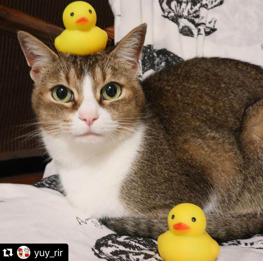 ねこさんのインスタグラム写真 - (ねこInstagram)「【#ねこは人を笑顔にする】❣️ ぴよぴよ🐣頭の上になにか乗ってますよ〜😍😘 @yuy_rir さん、ありがとう😀⭐️ #Repost @yuy_rir with @make_repost ・・・ . . のせてますけど、何か⁉️ . なかよしのぴよぴよさん🐤を のせられても動じないりりたん❤️ . . ぴよぴよさん🐤と一緒に #火わいいにゃん祭 参加します♫ . . . .  #ネコ#cat#にゃんすたぐらむ #猫のいる暮らし#ねこのきもち #ペコねこ部#ペトこと猫部 #daydaycats#nyancon01 #にゃんちゅーぶ#peppyフォト部 #catlife#catlover#cats_of_world  #cat_features#catsofinstagram #catstagram#catstagram_japan #cutecat#cute#catoftheday  #catphoto#lovelycat #meow#wewantcats #のせ猫 #ねこは人を笑顔にする ⁣#部屋ねこmiawmiaw2020⁣」7月21日 16時09分 - neko_magazine