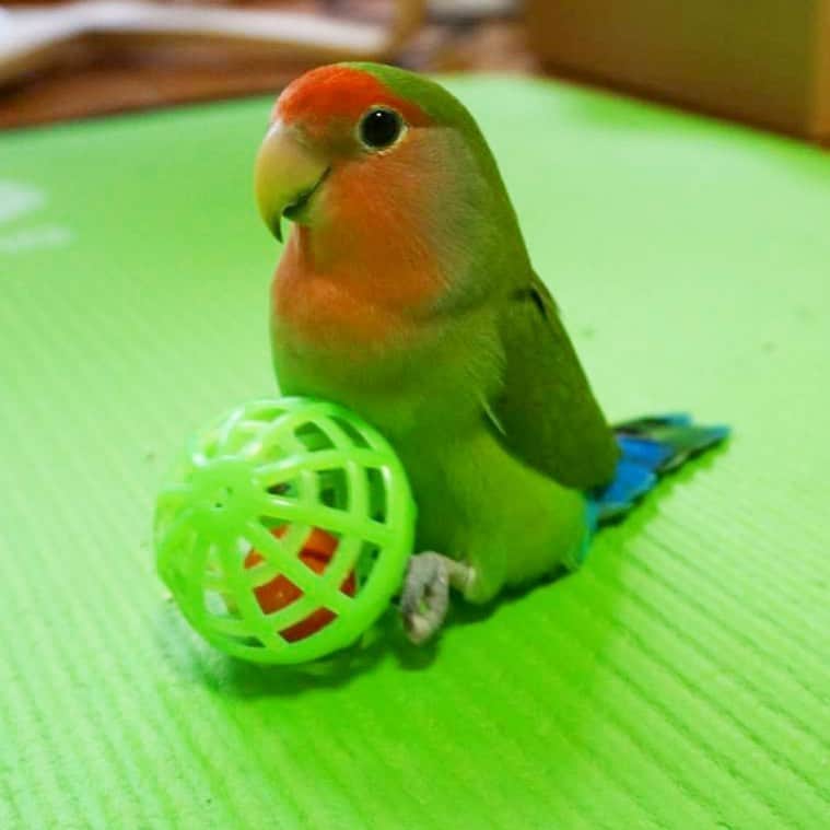 新田朝子さんのインスタグラム写真 - (新田朝子Instagram)「玉乗りちっち。ころんころーん。 . #コザクラインコ #lovebird #parakeet #コザクラインコ部 #インコ好きさんと繋がりたい #鳥好きさんと繋がりたい #withmypet #lovelybird #ちっちのママ🐤」7月21日 16時29分 - asako.nitta
