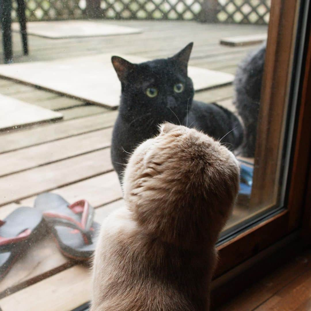 清水桜子さんのインスタグラム写真 - (清水桜子Instagram)「今までで一番バズったふく画像といえば、この写真。 子猫時代に旅行した山小屋にあるラティスの柵に顔を突っ込み、抜けなくなった時のもの。  当時はインスタなんてまだ無い時代で。写真はブログやFlickrなどにUPした程度だったのだけれど。海外に住んでる友人に「この写真見たことある！」と言われ驚いたりしたものだった。  ちなみに、写真に一緒に写っている黒猫もんじろう（実家猫）も3月に大往生で亡くなり、お別れの多い年となってしまいました。今頃天国でわちゃわちゃしてるかなぁ。  #throwback #ilovefuku #ilovegoma #ふくさんメモリアル」7月21日 16時31分 - sakuracos