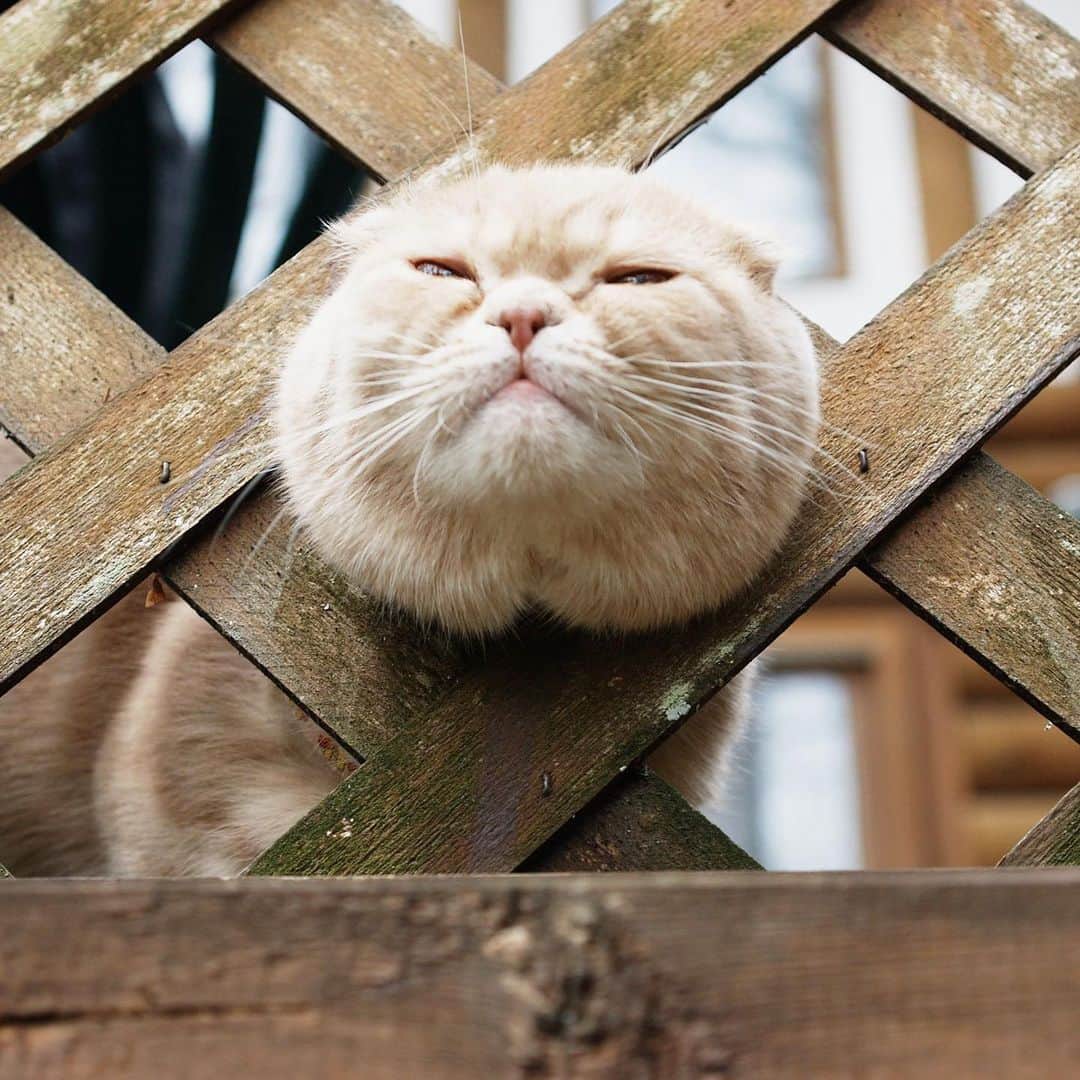 清水桜子のインスタグラム：「今までで一番バズったふく画像といえば、この写真。 子猫時代に旅行した山小屋にあるラティスの柵に顔を突っ込み、抜けなくなった時のもの。  当時はインスタなんてまだ無い時代で。写真はブログやFlickrなどにUPした程度だったのだけれど。海外に住んでる友人に「この写真見たことある！」と言われ驚いたりしたものだった。  ちなみに、写真に一緒に写っている黒猫もんじろう（実家猫）も3月に大往生で亡くなり、お別れの多い年となってしまいました。今頃天国でわちゃわちゃしてるかなぁ。  #throwback #ilovefuku #ilovegoma #ふくさんメモリアル」