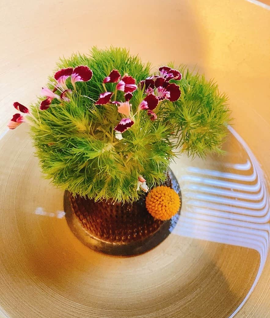 佐藤千晶のインスタグラム：「我が家の手まり草 めんこい。  #生けてみた #手まり草 #お花が咲いてる #めんこい #花」