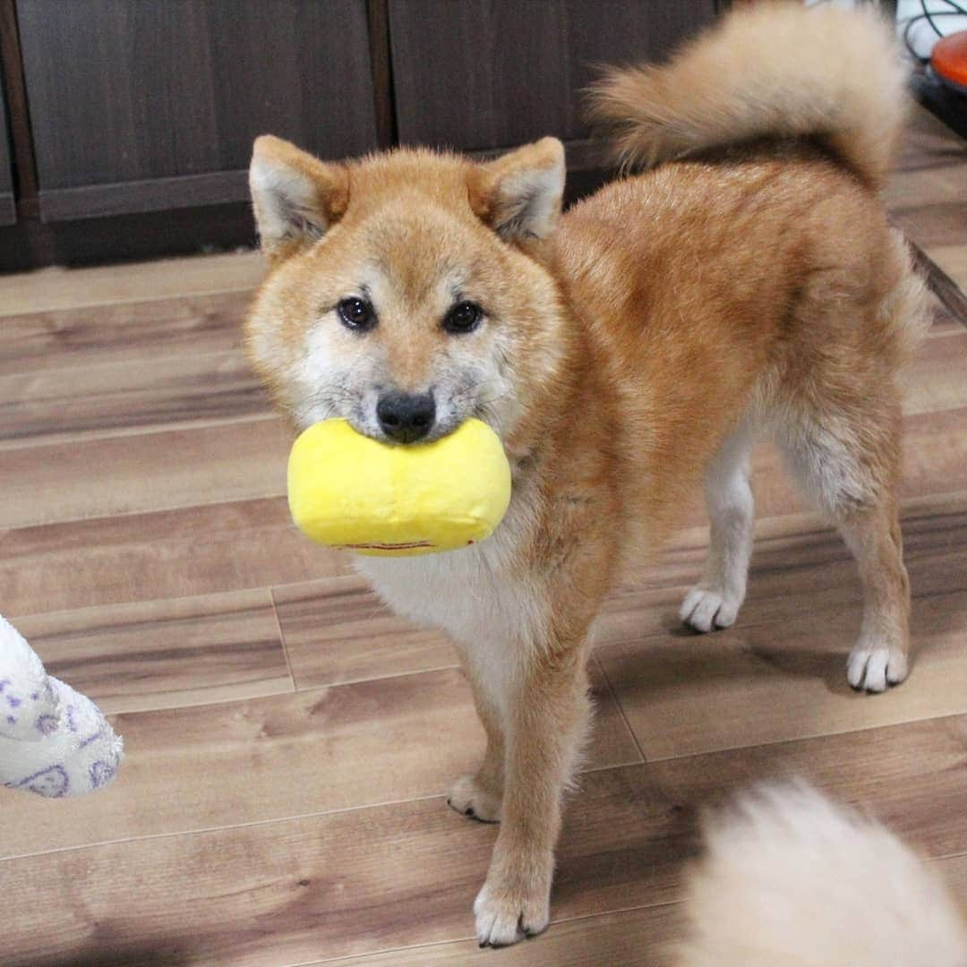 柴犬たま Shibainu Tamaのインスタグラム