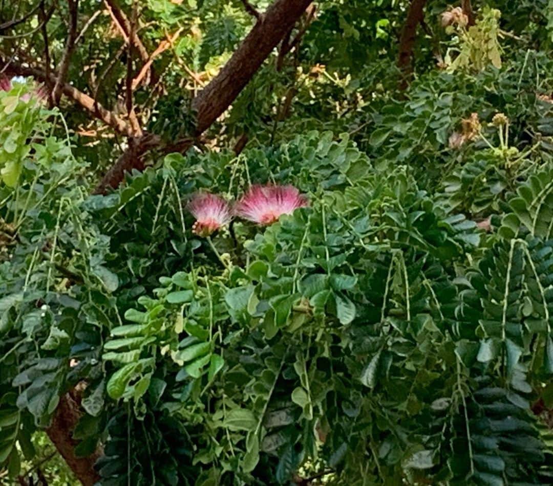 飯島寛子さんのインスタグラム写真 - (飯島寛子Instagram)「すっかりカピオラニ公園が身近になりました。#カピオラニ公園　#ハワイ暮らし　#ネムの木」7月21日 17時49分 - hirokoiijima