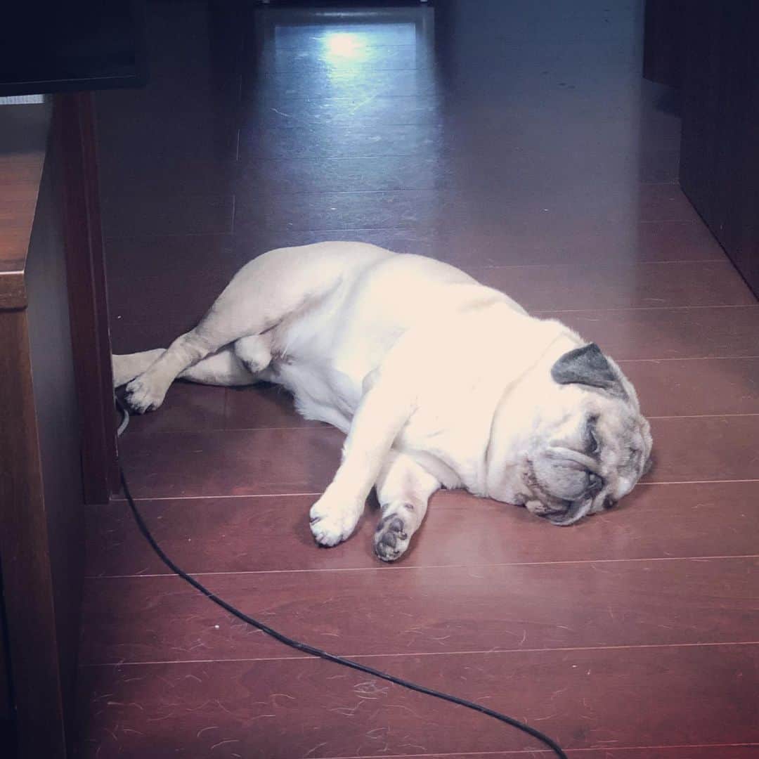 やついいちろうさんのインスタグラム写真 - (やついいちろうInstagram)「あの子が眠ってる　 pug #pugs #puglife #puglove #パグ #パグスタグラム」7月21日 17時52分 - yatsuiichiro