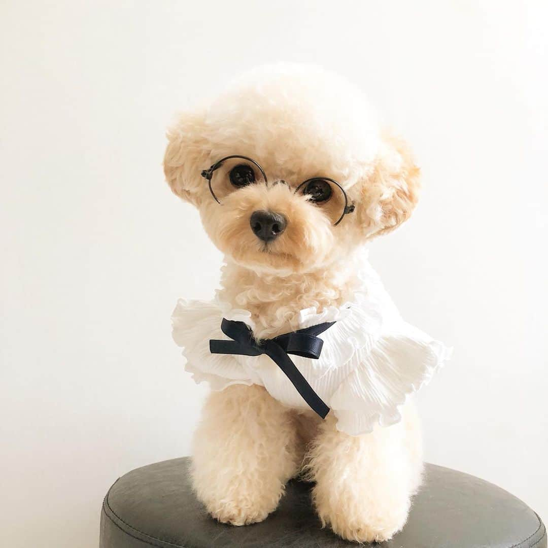 AYUMIさんのインスタグラム写真 - (AYUMIInstagram)「今日のムギ🐶 ・ 今日はシャンプー&カット もちろん✂︎セルフで 今回のムギ🐶テーマは『ボール🏐』 ・ 笑 ・ 全体的に 丸く丸く仕上げてみました ・ どうですか？ ボールに見えます？ ・ 笑 ・ メガネ👓は ダイソー @daiso_official に売ってた犬用メガネ ・ もはやムギは 何つけられても 何着せられても 分かってない ・ ひたすら 無(ム) ・ 笑 ・ ムギ🐶の服どこで買ってるの？ って質問いつも沢山頂くので ムギの服は @moncheri.dog で買うのが多いかな♡ ここは服も他アイテムも全部がシンプルやねん だから好き 何回洗濯しても型くずれせ〜へんのもいい ・ 他にもオススメのお店あったら是非是非教えて欲しいわ♡ ・ ・ ムギ🐶最近 地味に怒る時がある ・ 宅配の人のピンポーン に対して 地味に 伏せしながら 口は一切開かず ・ 聞こえるか 聞こええへんかの 声で ・ ヴゥ〜 グゥ〜 ヴゥ〜 グゥ〜 ・ ・ 腹 減っとんのか？ ・ 笑 ・ 体重2㎏🐶に威嚇された所で 相手に与える恐怖感 ゼロ ・ 笑 ・ ムギ🐶が着てる服やお店 見れるようにストーリーに今から載せとくね♡ ムギ2㎏ Sサイズ着用 ・ ♡ ・ #愛犬#愛犬との暮らし#ティーカッププードル#プードル#セルフカット#いぬのきもち#いぬすたぐらむ」7月21日 17時53分 - suzuchan1206