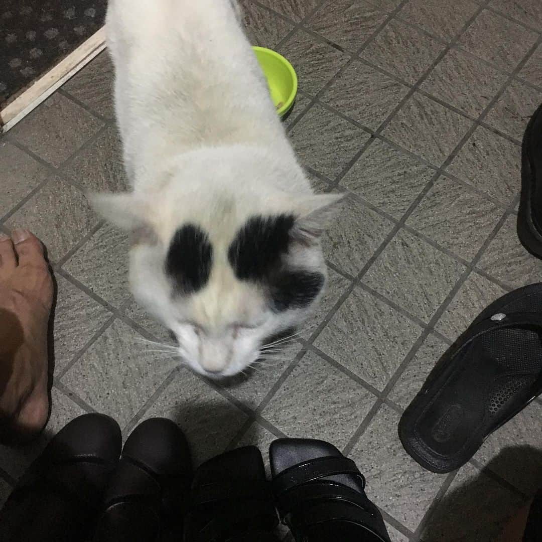 Kachimo Yoshimatsuさんのインスタグラム写真 - (Kachimo YoshimatsuInstagram)「一年前のナナクロ Nanakuro a year ago. Photo:2019.07.21 この日も玄関で帰りを待っててくれて、ドアを開けると、中に入ってご飯待ち。 #うちの猫ら #nanakuro #ナナクロ #1年前のナナクロ #猫 #ねこ #cat #ネコ #catstagram #ネコ部 http://kachimo.exblog.jp」7月21日 18時22分 - kachimo