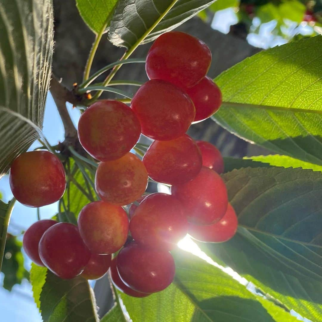 佐藤彩さんのインスタグラム写真 - (佐藤彩Instagram)「先日行ってきた、さくらんぼ狩り🍒  大堀結衣アナ、森田絹子アナ、2人ともかわいすぎです🥺✨  いい写真がたくさんありますよ☺️  絹子カメラマンは独特の姿勢と感性で、「これはカレンダーものです！」と、自信作も撮影してくれました😊  感染予防をしっかりして、美味しいさくらんぼをいっぱい食べて…🍒 大満足の楽しい時間でした😆🍒  #さくらんぼ #🍒  #さくらんぼ狩り #札幌 でも楽しめる #楽しいひととき  #この日も食べまくった #100粒以上食べた #さくらんぼ好き #さくらんぼが似合う #2人がかわいすぎる #HBC #北海道放送 #アナウンサー #大堀結衣 アナ  #森田絹子 アナ　#佐藤彩」7月21日 18時48分 - hbc_ayasato