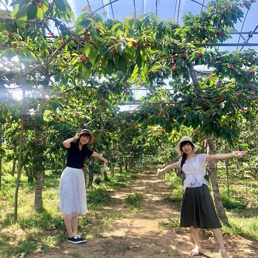 佐藤彩さんのインスタグラム写真 - (佐藤彩Instagram)「先日行ってきた、さくらんぼ狩り🍒  大堀結衣アナ、森田絹子アナ、2人ともかわいすぎです🥺✨  いい写真がたくさんありますよ☺️  絹子カメラマンは独特の姿勢と感性で、「これはカレンダーものです！」と、自信作も撮影してくれました😊  感染予防をしっかりして、美味しいさくらんぼをいっぱい食べて…🍒 大満足の楽しい時間でした😆🍒  #さくらんぼ #🍒  #さくらんぼ狩り #札幌 でも楽しめる #楽しいひととき  #この日も食べまくった #100粒以上食べた #さくらんぼ好き #さくらんぼが似合う #2人がかわいすぎる #HBC #北海道放送 #アナウンサー #大堀結衣 アナ  #森田絹子 アナ　#佐藤彩」7月21日 18時48分 - hbc_ayasato