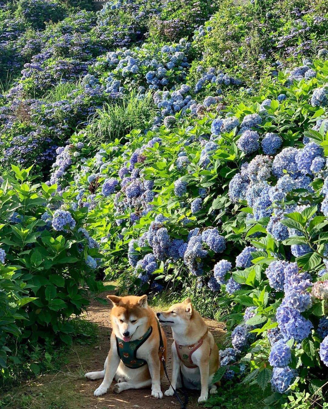 shibainu berryさんのインスタグラム写真 - (shibainu berryInstagram)「Walk this morning 🐻🦊👵🙋‍♀️ また早朝に行ってきた〜😆 6時着😂こないだは肌寒いぐらいだったのに今朝は6時でもう暑い☀️😵💦 もう終わりかけてた〜 また来年も行こうね🐻🦊👵🙋‍♀️ #徳島 #大川原高原 #紫陽花 #❤️迷子犬の掲示板スタッフ @maigo_dog  #❤️迷子犬の掲示板四国 @maigo_dog_shikoku #めざせ迷子犬ゼロ👌 #柴犬 #べりやん #べりむく #多頭飼い #berry #shiba #shibainu  #shibainumania #shibastagram #instashiba #ぷにっと部 #口角キュキュッと部  #チーム俺様 →部員絶賛募集中 #shiba_snap #proudshibas #west_dog_japan #サンデイ #instagramjapan #ふわもこ部 #pecoいぬ部 #pecotv #buzzfeedanimals #dogsofinstagram #9gag」7月21日 19時05分 - shibainu.berry