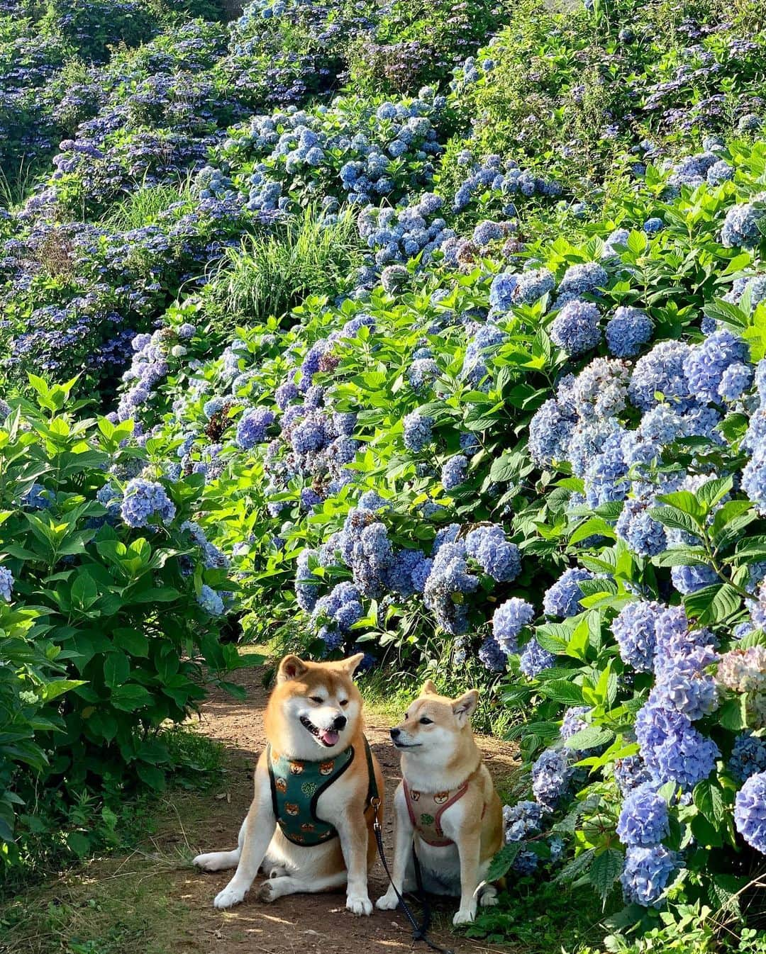 shibainu berryさんのインスタグラム写真 - (shibainu berryInstagram)「Walk this morning 🐻🦊👵🙋‍♀️ また早朝に行ってきた〜😆 6時着😂こないだは肌寒いぐらいだったのに今朝は6時でもう暑い☀️😵💦 もう終わりかけてた〜 また来年も行こうね🐻🦊👵🙋‍♀️ #徳島 #大川原高原 #紫陽花 #❤️迷子犬の掲示板スタッフ @maigo_dog  #❤️迷子犬の掲示板四国 @maigo_dog_shikoku #めざせ迷子犬ゼロ👌 #柴犬 #べりやん #べりむく #多頭飼い #berry #shiba #shibainu  #shibainumania #shibastagram #instashiba #ぷにっと部 #口角キュキュッと部  #チーム俺様 →部員絶賛募集中 #shiba_snap #proudshibas #west_dog_japan #サンデイ #instagramjapan #ふわもこ部 #pecoいぬ部 #pecotv #buzzfeedanimals #dogsofinstagram #9gag」7月21日 19時05分 - shibainu.berry