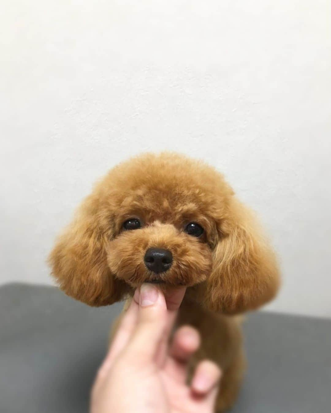 doghug (ドッグハグ) 豊洲本店のインスタグラム