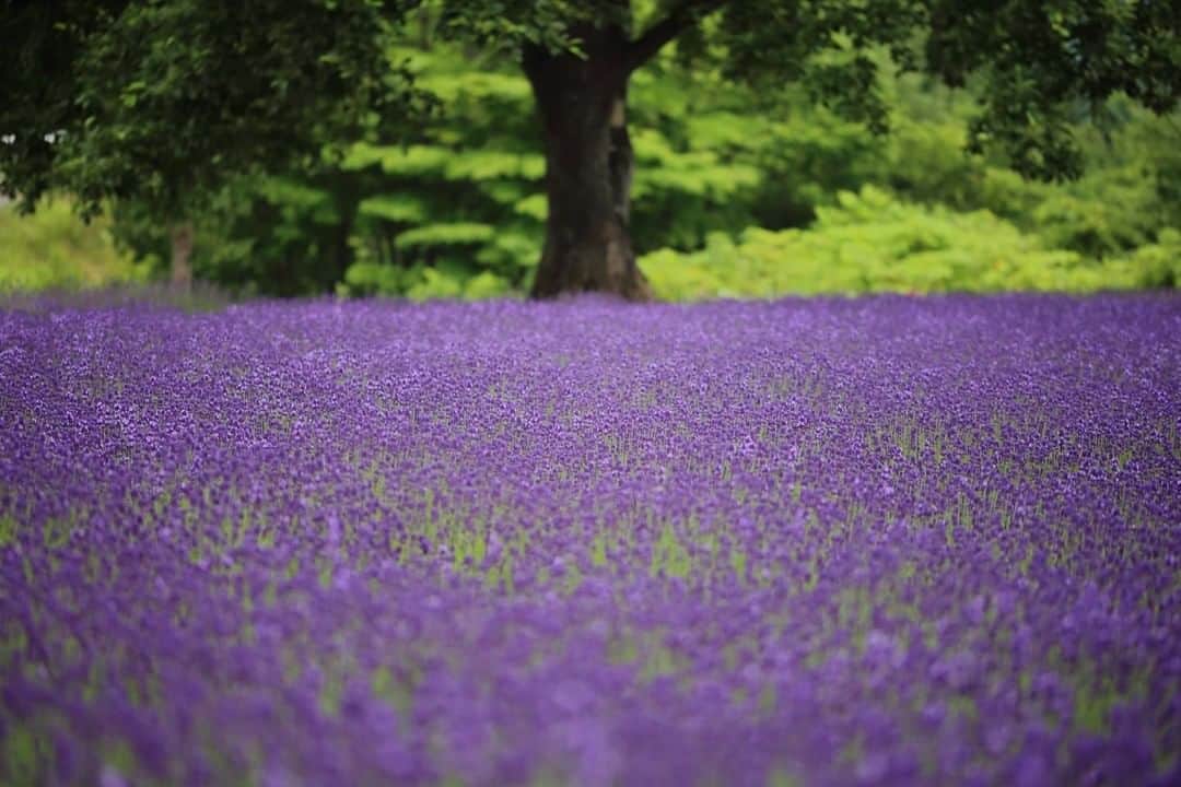 花の写真館のインスタグラム：「Photo by 伊藤 範行.⠀ .⠀ Original Post[投稿いただいたURL]⠀ https://www.facebook.com/photo.php?fbid=1823244941149449⠀ .⠀ 本アカウントは、 #私の花の写真 をつけてInstagramに投稿された皆さまの花の写真や、「花の写真館」Facebookページで投稿された花の写真を紹介します。⠀ 「花の写真館」Facebookページは、「 @floral.photograph 」のプロフィールにあるURLからご覧ください。⠀ .⠀ ※各自、政府、自治体など公的機関の指示に従った行動をお願いします。⠀⠀ 東京カメラ部および分室では、写真を「見る楽しみ」を提供することを通して、微力ながら皆様にわずかな時間でも癒しをお届けしたいと思っております。⠀ ※本アカウントは東京カメラ部がFacebook、Instagramのサービスを利用して運営しているもので、Facebook社・Instagramとは一切関係ありません。⠀ .⠀ #花の写真館 #floralphotograph #floralphoto #flower #flowers⠀ Follow: @floral.photograph」