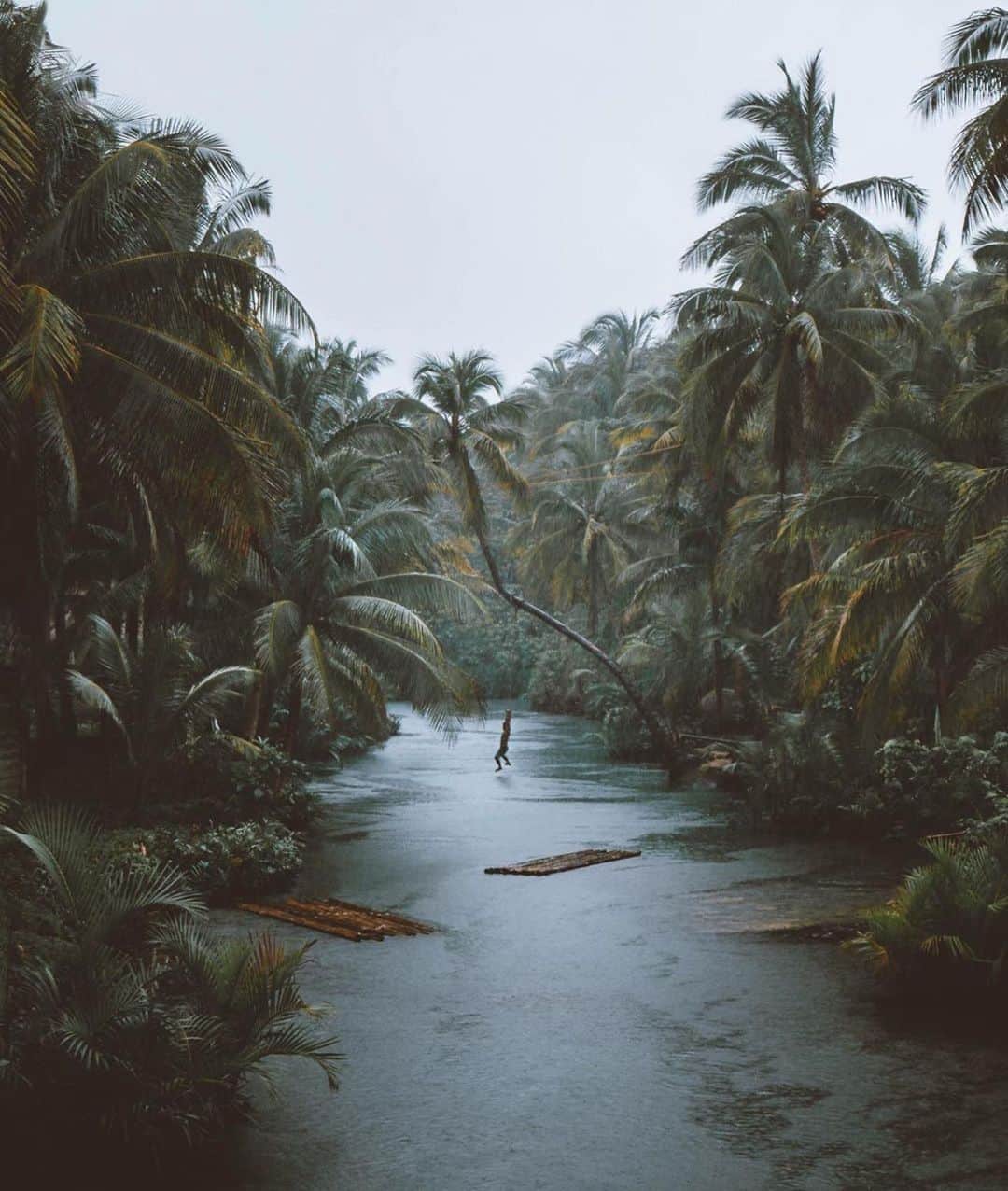 Canon Photographyさんのインスタグラム写真 - (Canon PhotographyInstagram)「Tropical Rain Photography - @e.querol  Curated by @henry.nathan  #tropical #philippines #palmtrees #rain #moody」7月21日 19時24分 - cpcollectives