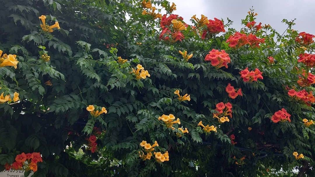 北海道放送「今日ドキッ!」さんのインスタグラム写真 - (北海道放送「今日ドキッ!」Instagram)「天気担当Sです。  きょうは雨がザァッと降って、傘を準備してたものの、 割りと濡れました😩 うーん、 天気担当返上かなー😅  さて、写真は 降る前に撮った大通公園の アメリカノウゼンカズラ  赤と黄色(オレンジか？)の大きな花が 遠くの交差点からも 目に飛び込んできました😊  イギリスでは トランペットフラワー とも言うんだとか…  確かに音でそう…🤔  #そらリサーチ 写真募集中」7月21日 19時41分 - hbc_kyodoki