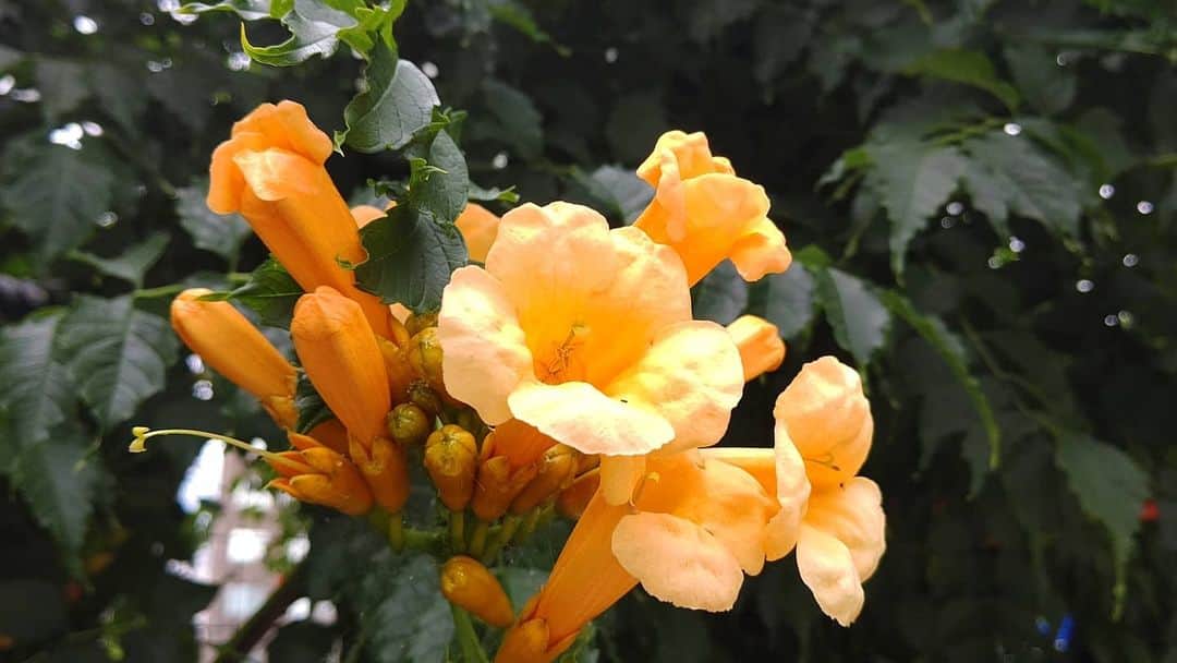 北海道放送「今日ドキッ!」さんのインスタグラム写真 - (北海道放送「今日ドキッ!」Instagram)「天気担当Sです。  きょうは雨がザァッと降って、傘を準備してたものの、 割りと濡れました😩 うーん、 天気担当返上かなー😅  さて、写真は 降る前に撮った大通公園の アメリカノウゼンカズラ  赤と黄色(オレンジか？)の大きな花が 遠くの交差点からも 目に飛び込んできました😊  イギリスでは トランペットフラワー とも言うんだとか…  確かに音でそう…🤔  #そらリサーチ 写真募集中」7月21日 19時41分 - hbc_kyodoki